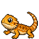 Dragon barbu