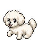 Bichon