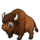 Bison