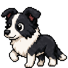 Border collie