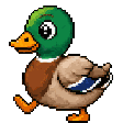Canard