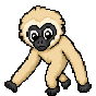 Gibbon