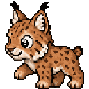 Chaton lynx