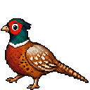 Faisan