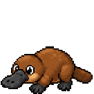 Ornithorynque