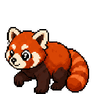 Panda roux