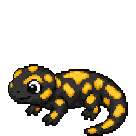 Salamandre